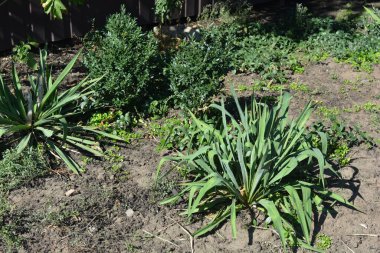 Güzel, harika doğa, sokaklarda büyüyen çiçekler. Yucca caddesinin büyük, küçük çalıları, Adam 'ın iğnesi ya da uzun, ince yeşil yapraklı İspanyol süngüsü..