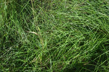 Parlak, güzel, sıra dışı bir doğa. İnce, uzun, sulu çimenler sabah güneşinin altında büyük demetler halinde büyüyor..