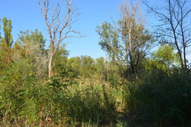 Güzel, parlak doğa, Ukrayna, Samara nehri yakınlarındaki renkli manzara. Mavi gökyüzü yeşil, eski, uzun yaprak döken ağaçlar, uzun sazlardan yeşil çalılar ve nehrin yanında yetişen altın tohumlar..
