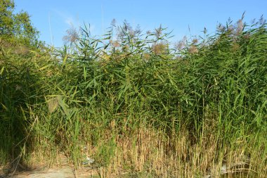 Güzel, canlı doğa, mavi gökyüzünün zemininde ve Ukrayna 'nın Samara Nehri kıyısındaki altın, sarı kumlarda yetişen uzun yeşil sazlıklar..