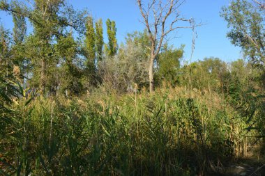 Güzel, parlak doğa, Ukrayna, Samara nehri yakınlarındaki renkli manzara. Mavi gökyüzü yeşil, eski, uzun yaprak döken ağaçlar, uzun sazlardan yeşil çalılar ve nehrin yanında yetişen altın tohumlar..