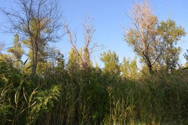 Güzel, parlak doğa, Ukrayna, Samara nehri yakınlarındaki renkli manzara. Mavi gökyüzü yeşil, eski, uzun yaprak döken ağaçlar, uzun sazlardan yeşil çalılar ve nehrin yanında yetişen altın tohumlar..