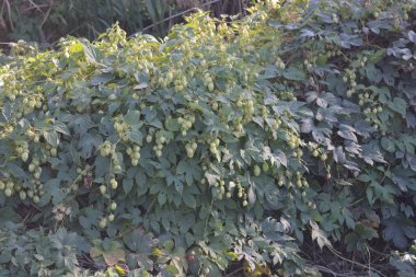 Güzel, canlı doğa, çiçek açan yeşil hop, uzun yeşil kamışların çalılarında büyüyen Humulus çiçekleri..
