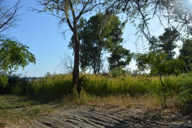 Güzel, parlak doğa, Ukrayna, Samara nehri yakınlarındaki renkli manzara. Mavi gökyüzü yeşil, eski, uzun yaprak döken ağaçlar, uzun sazlardan yeşil çalılar ve nehrin yanında yetişen altın tohumlar..