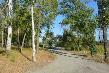 Samara nehir kıyısının güzel, parlak doğası, Ukrayna. Geniş kumlu yol, kuru uzun çimenler, büyük, yaşlı yaprak döken ağaçlar, akasyalar, kavak ağaçları ve nehir kıyısında yetişen uzun kamışlar..