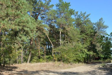 Mavi gökyüzü ve güneş ışınlarına karşı küçük bir ormanın parlak, güzel ve harika bir şekilde yemyeşil doğası. Kahverengi-gri gövdeli yaşlı çam ağaçları, uzun yeşil iğneler, yeşil yaprak döken ağaçlar, büyük çalılar, kurumuş çiçekler ve altın otlar..
