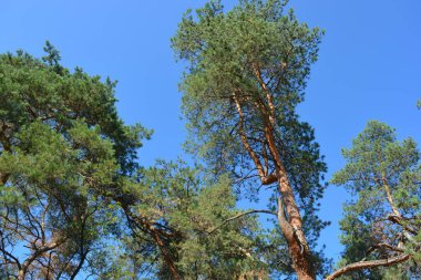 Güneş ışığındaki küçük bir ormanın parlak, güzel ve harika bir şekilde yemyeşil doğası. Turuncu, kahverengi gövdeli eski çam ağaçları ve parlak mavi ışığın arka planında yeşil iğneli uzun dallar..