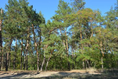 Mavi gökyüzü ve güneş ışınlarına karşı küçük bir ormanın parlak, güzel ve harika bir şekilde yemyeşil doğası. Kahverengi-gri gövdeli yaşlı çam ağaçları, uzun yeşil iğneler, yeşil yaprak döken ağaçlar, büyük çalılar, kurumuş çiçekler ve altın otlar..