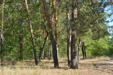 Mavi gökyüzü ve güneş ışınlarına karşı küçük bir ormanın parlak, güzel ve harika bir şekilde yemyeşil doğası. Kahverengi-gri gövdeli yaşlı çam ağaçları, uzun yeşil iğneler, yeşil yaprak döken ağaçlar, büyük çalılar, kurumuş çiçekler ve altın otlar..