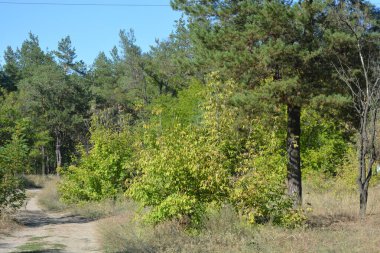 Mavi gökyüzü ve güneş ışınlarına karşı küçük bir ormanın parlak, güzel ve harika bir şekilde yemyeşil doğası. Kahverengi-gri gövdeli yaşlı çam ağaçları, uzun yeşil iğneler, yeşil yaprak döken ağaçlar, büyük çalılar, kurumuş çiçekler ve altın otlar..