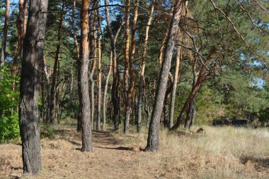 Mavi gökyüzü ve güneş ışınlarına karşı küçük bir ormanın parlak, güzel ve harika bir şekilde yemyeşil doğası. Kahverengi-gri gövdeli yaşlı çam ağaçları, uzun yeşil iğneler, yeşil yaprak döken ağaçlar, büyük çalılar, kurumuş çiçekler ve altın otlar..