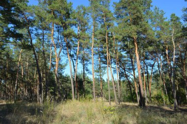 Mavi gökyüzü ve güneş ışınlarına karşı küçük bir ormanın parlak, güzel ve harika bir şekilde yemyeşil doğası. Kahverengi-gri gövdeli yaşlı çam ağaçları, uzun yeşil iğneler, yeşil yaprak döken ağaçlar, büyük çalılar, kurumuş çiçekler ve altın otlar..