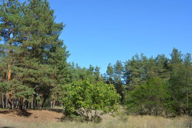 Mavi gökyüzü ve güneş ışınlarına karşı küçük bir ormanın parlak, güzel ve harika bir şekilde yemyeşil doğası. Kahverengi-gri gövdeli yaşlı çam ağaçları, uzun yeşil iğneler, yeşil yaprak döken ağaçlar, büyük çalılar, kurumuş çiçekler ve altın otlar..