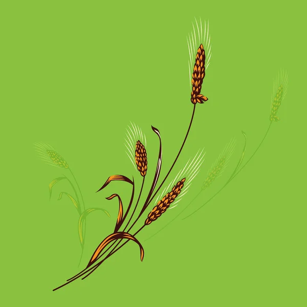 Landbouw Tarwe Logo Sjabloonontwerp Vector Pictogram Tarwe Oren Voor Identiteit — Stockvector