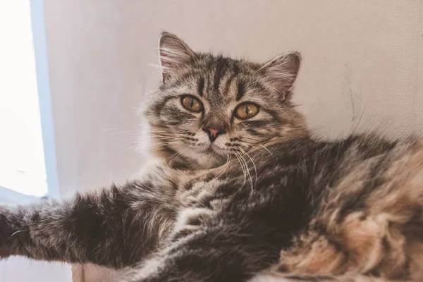 Μια Περσική Γάτα Καθορισμό Στο Κρεβάτι — Φωτογραφία Αρχείου