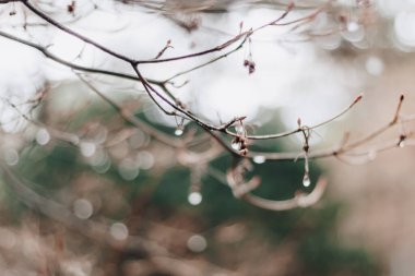 İnce bir dalda yağmur damlaları ya da çiğ taneleri.