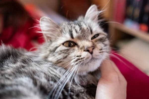 Hand touching an adorable Persian cat. — Stock Photo, Image