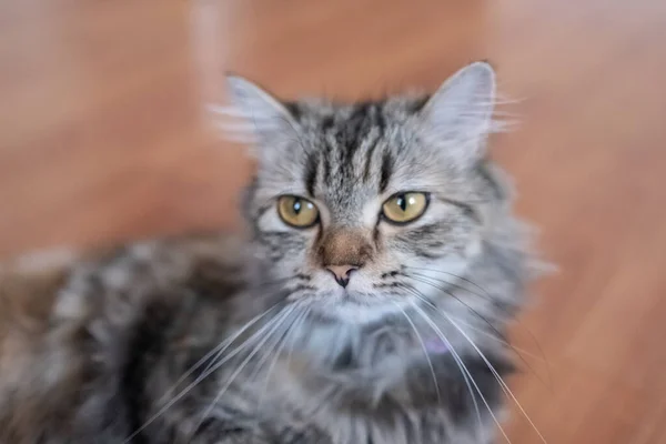 A Persian cat laying down on the floor. — Stock Photo, Image