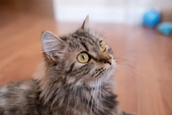 Um gato persa deitado no chão. — Fotografia de Stock