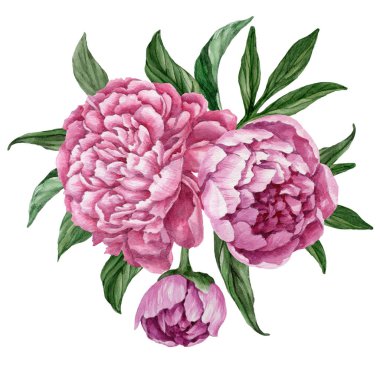 Çiçek açan peonies beyaz zemin üzerine suluboya el boyaması tasarım izole ile zarif ve yumuşak çiçek buketi.