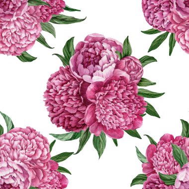 Zarif ve nazik sorunsuz çiçek desenli çiçek açan peonies beyaz zemin üzerine suluboya el boyaması tasarım izole ile.