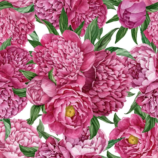 Zarif ve nazik sorunsuz çiçek desenli çiçek açan peonies beyaz zemin üzerine suluboya el boyaması tasarım izole ile.