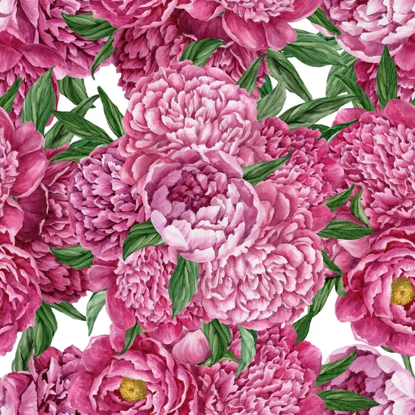 Zarif ve nazik sorunsuz çiçek desenli çiçek açan peonies beyaz zemin üzerine suluboya el boyaması tasarım izole ile.
