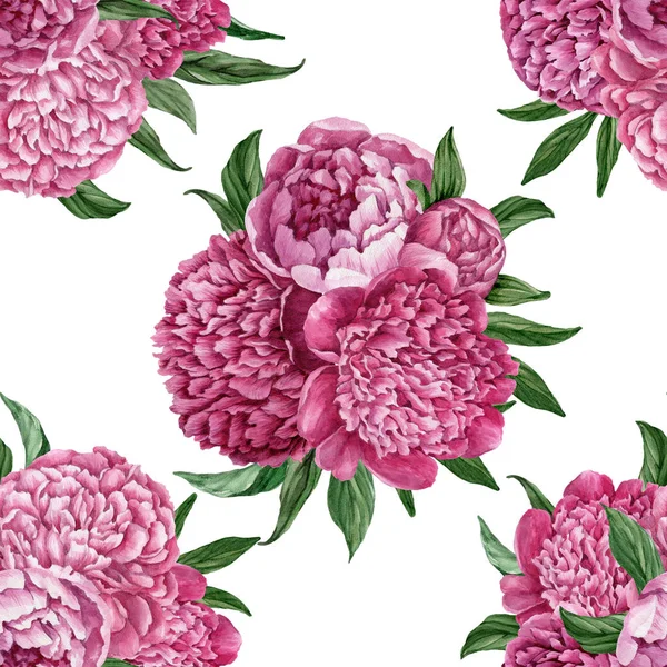 Zarif ve nazik sorunsuz çiçek desenli çiçek açan peonies beyaz zemin üzerine suluboya el boyaması tasarım izole ile.