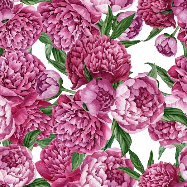 Zarif ve nazik sorunsuz çiçek desenli çiçek açan peonies beyaz zemin üzerine suluboya el boyaması tasarım izole ile.
