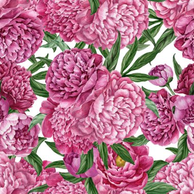 Zarif ve nazik sorunsuz çiçek desenli çiçek açan peonies beyaz zemin üzerine suluboya el boyaması tasarım izole ile.