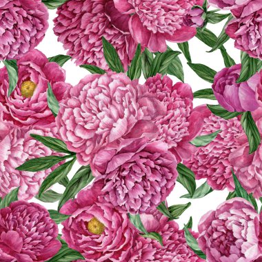 Zarif ve nazik sorunsuz çiçek desenli çiçek açan peonies beyaz zemin üzerine suluboya el boyaması tasarım izole ile.