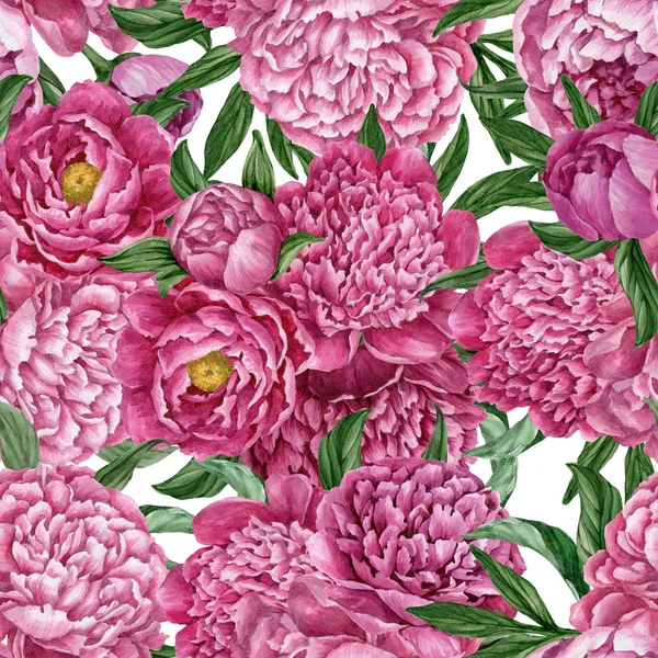 Zarif ve nazik sorunsuz çiçek desenli çiçek açan peonies beyaz zemin üzerine suluboya el boyaması tasarım izole ile.