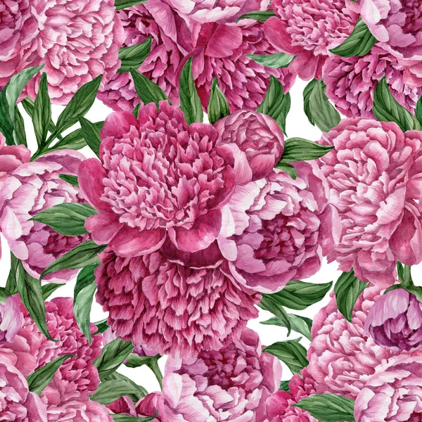 Zarif ve nazik sorunsuz çiçek desenli çiçek açan peonies beyaz zemin üzerine suluboya el boyaması tasarım izole ile.