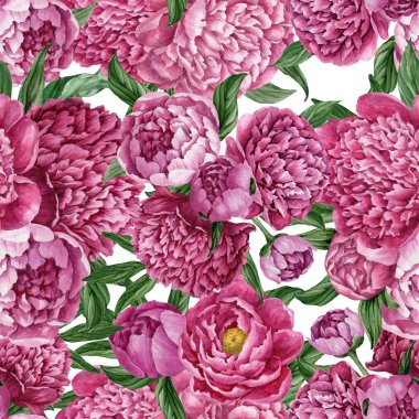 Zarif ve nazik sorunsuz çiçek desenli çiçek açan peonies beyaz zemin üzerine suluboya el boyaması tasarım izole ile.