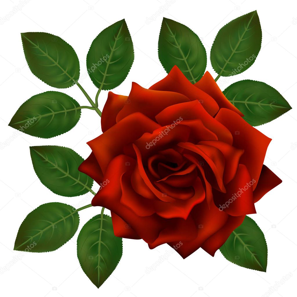 Beautiful red rose isolated on white background. Perfect decoration for your design, clear vector photorealistic flower, blooming rose with leaves