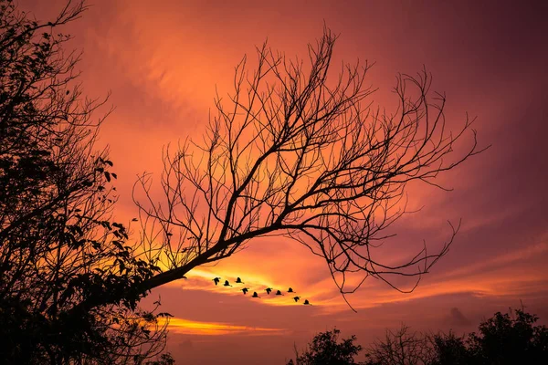 Wilted tree with sunset glow background, the bird are going home from work, warming screen with sunset sky.