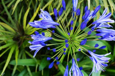 Triteleia laxa Ugur634'ın mızrak, yaygın triteleia ve grassnut gibi çeşitli ortak adlarıyla da bilinen bir üçlüsü zambaklardır. Burada ortak bir kır çiçeği, ve o zaman zaman güneybatı Oregon bulunur California'e.