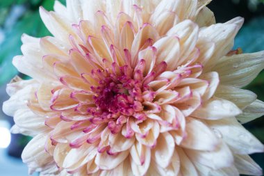 Çiçekli bitkiler bitki ailesindeki cinsi krizantem krizantem, bazen anneler veya chrysanths, adı var. Dünyanın en popüler çiçek biridir. Krizantem ilk Çin ' bir çiçekli bitki ekili.