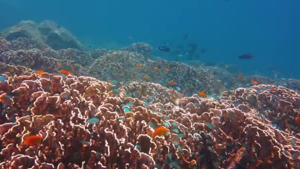 Підводний світ з кораловими і рибними — стокове відео