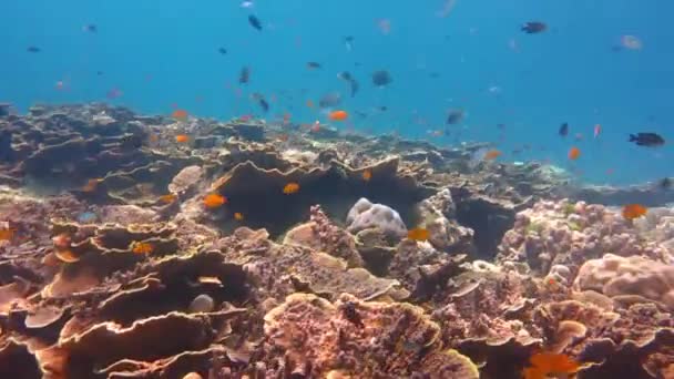 Coral Reef sualtı renkli balık — Stok video