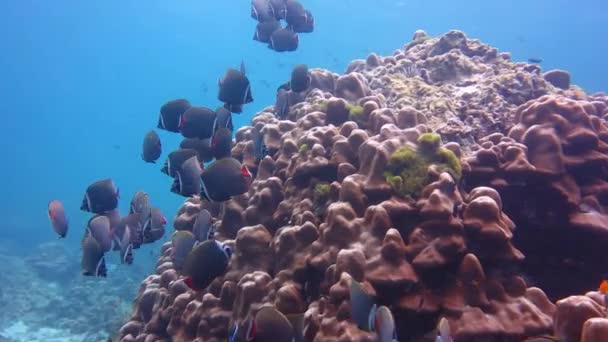 Kızılkuyruk kelebek balık sualtı kaya — Stok video