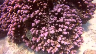 Mercan doğa harikası denizin altında o teklif etmek sayısı hayret vericidir ve gözleri koymak dakika yaşayın. Biraz küçük ama garip bir şekilde deniz hayat sizi eğlendirelim diye çağırdınız da geniş.