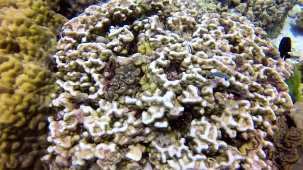 Arrecife Coral Era Una Maravilla Natural Bajo Mar Las Vistas — Vídeos de Stock