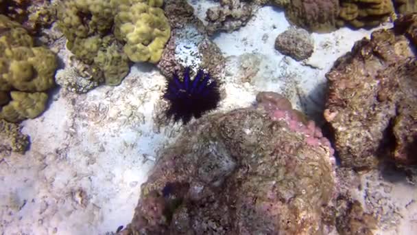 Голубая Морская Звезда Терном Коралловый Риф Природным Чудом Морем Виды — стоковое видео