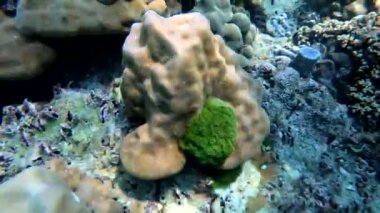 Hareket eden deniz yosunu denizin altındaki bir taşa yapışır, su altında akıntıyla hareket ettirilir, tıpkı dans ettiği gibi. Bu deniz yaşamı ile beklenmedik bir yakın karşılaşma, özellikle bu değerli deneyimleri etkileyici.