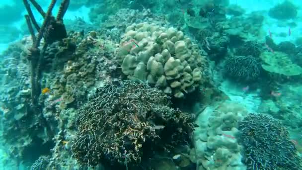 珊瑚礁是海底的自然奇观 它提供的景色令人惊讶 从你一看到它就沉浸在其中 一些微小而奇怪的海洋生物也有足够的娱乐你 — 图库视频影像