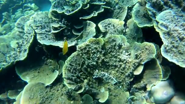 Recife Coral Foi Uma Maravilha Natural Sob Mar Vistas Que — Vídeo de Stock