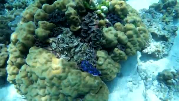 Shellfish Live Coral Sea Can Senses Object Nearby Close Shell — Stock Video