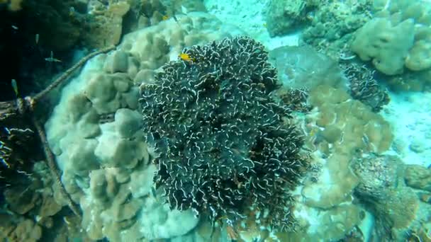 Arrecife Coral Era Una Maravilla Natural Bajo Mar Las Vistas — Vídeos de Stock