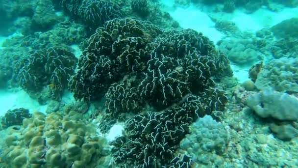 Arrecife Coral Era Una Maravilla Natural Bajo Mar Las Vistas — Vídeos de Stock